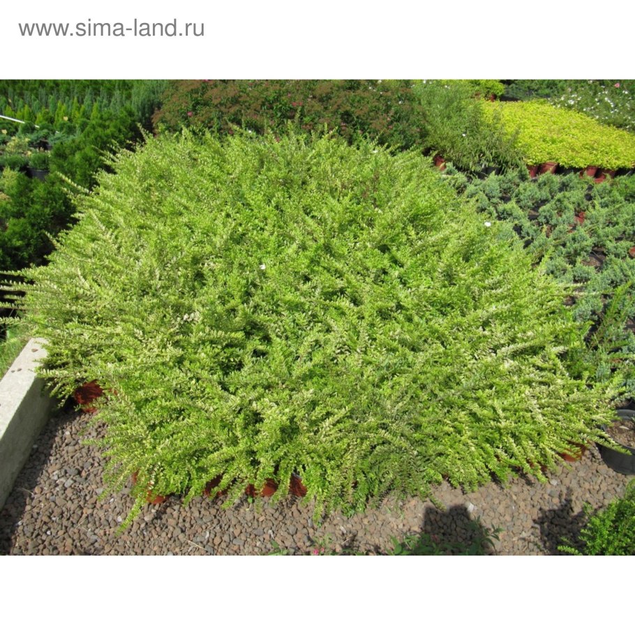 Жимолость шапочная (Lonicera pileata