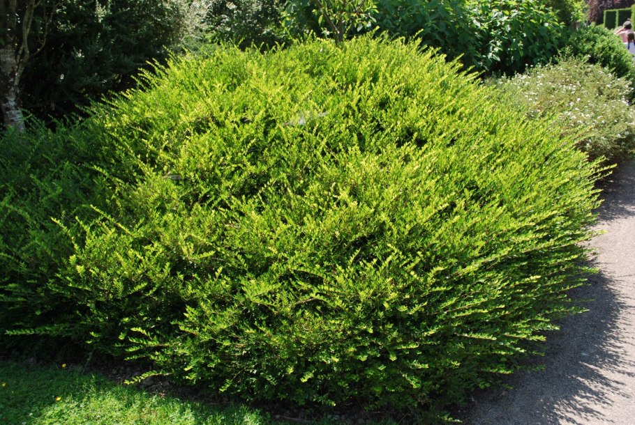 Жимолость стелющаяся шапочная