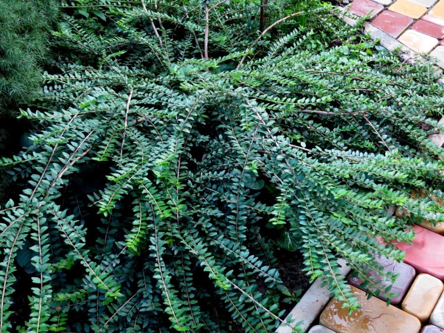 Жимолость стелющаяся шапочная