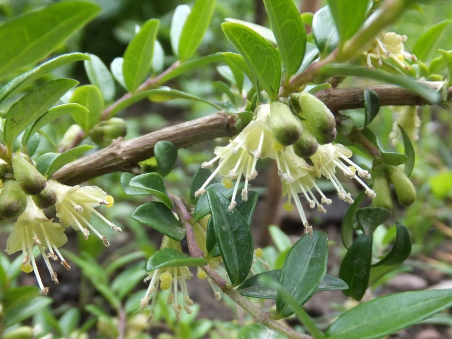 Жимолость шапочная Мосс Грин