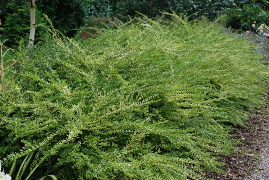 Жимолость шапочная Вариегата