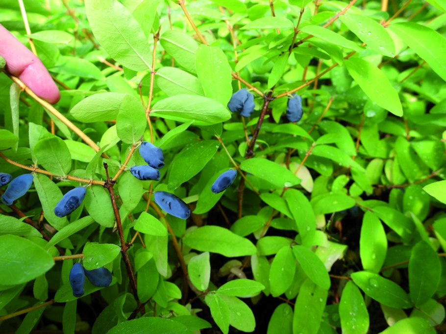 Жимолость блестящая (Lonicera nitida)