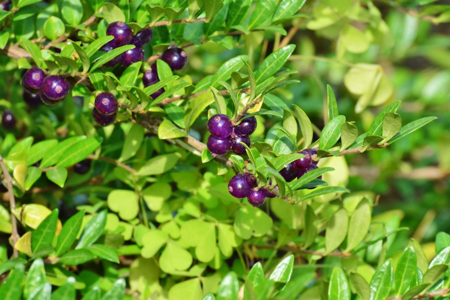 Жимолость Lonicera nitida