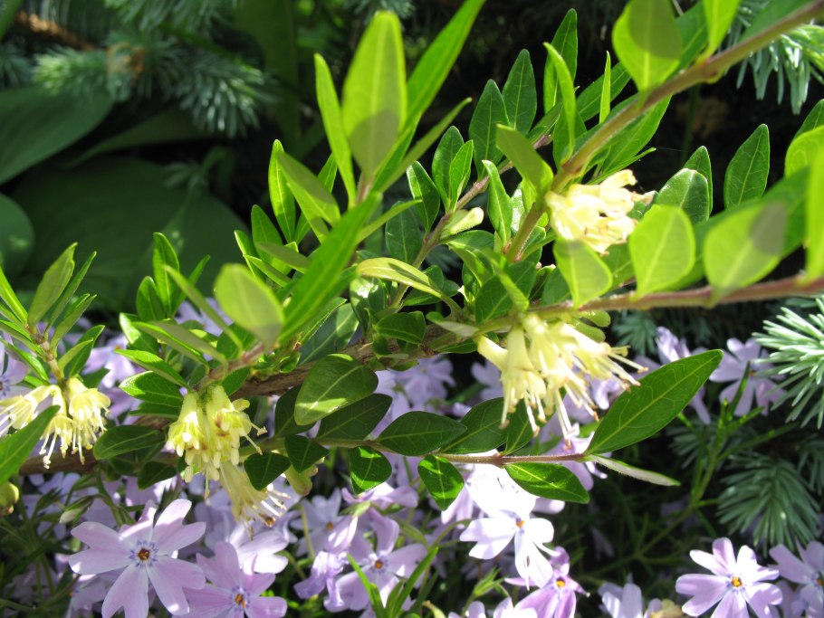 Жимолость китайская шапочная