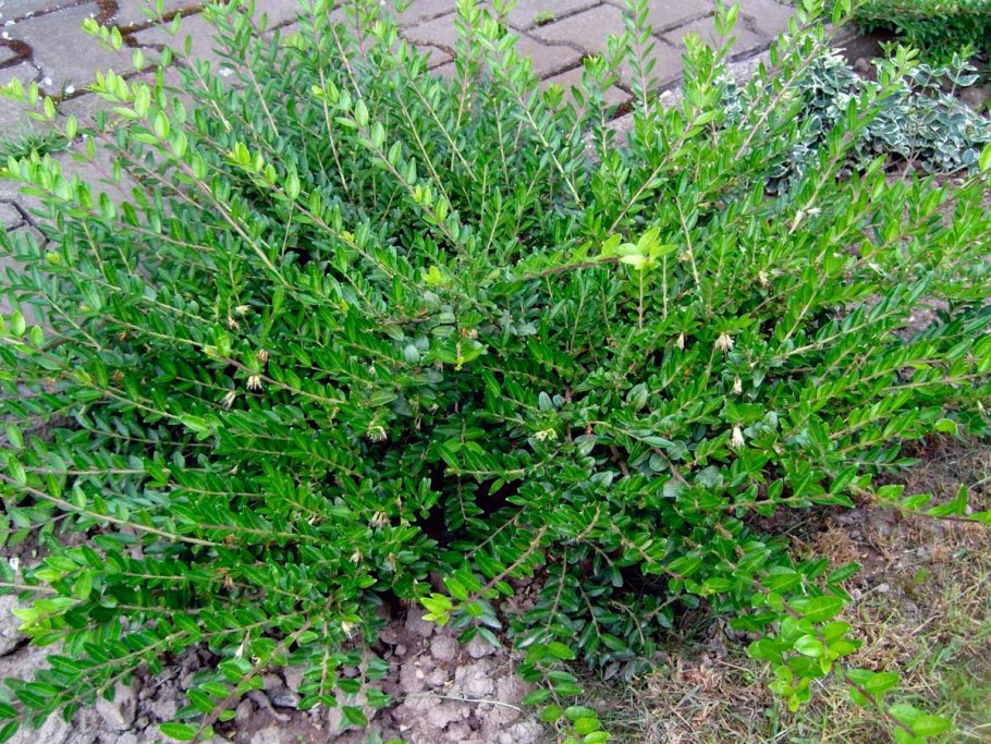 Жимолость шапочная Лемон Бьюти