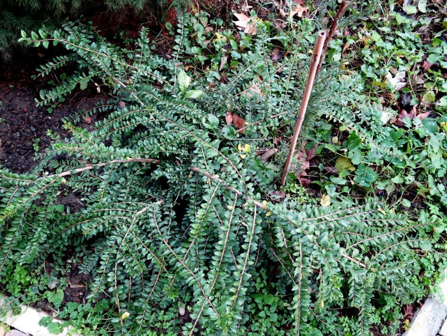 Жимолость шапочная вариегатная