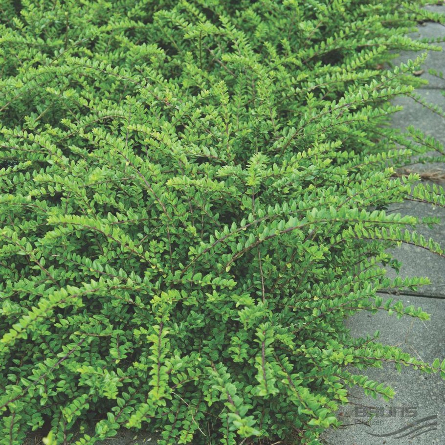 Жимолость Майгрюн