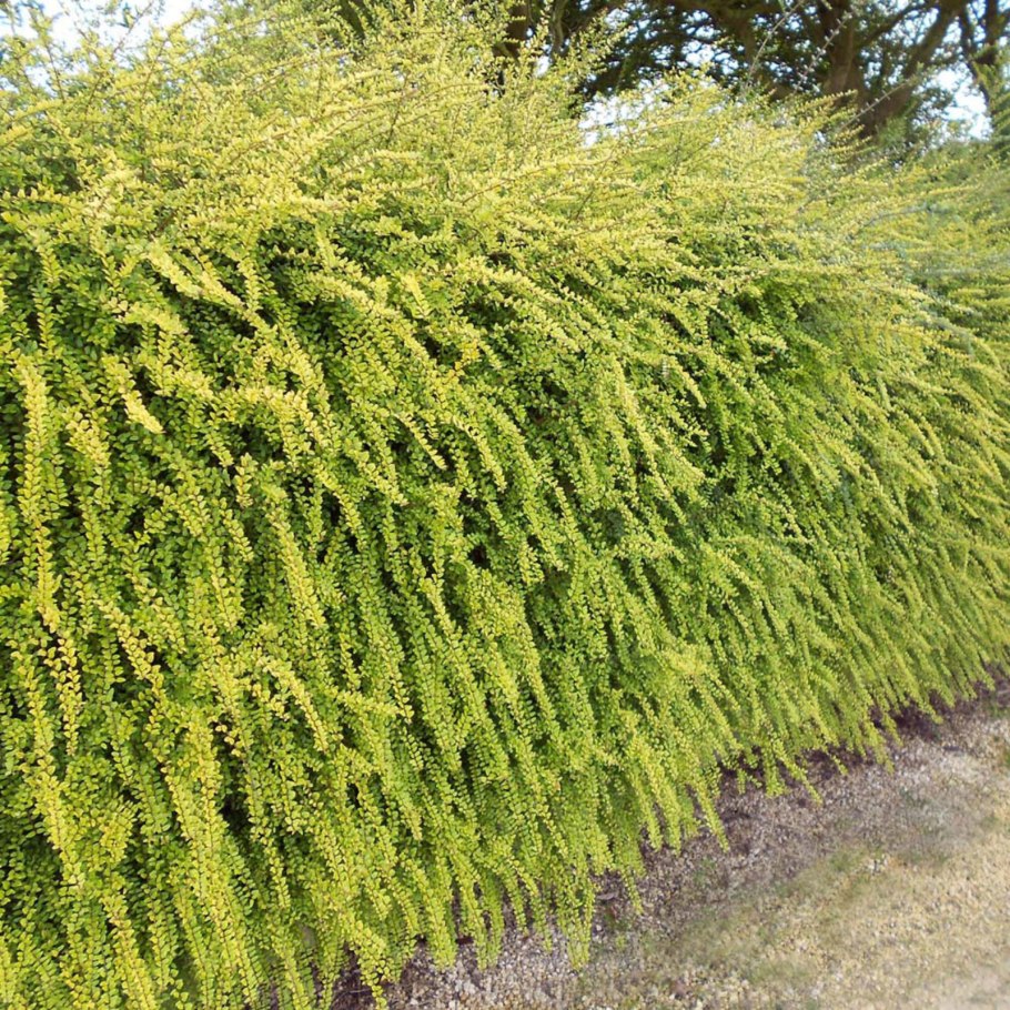 Кизильник самшитолистный