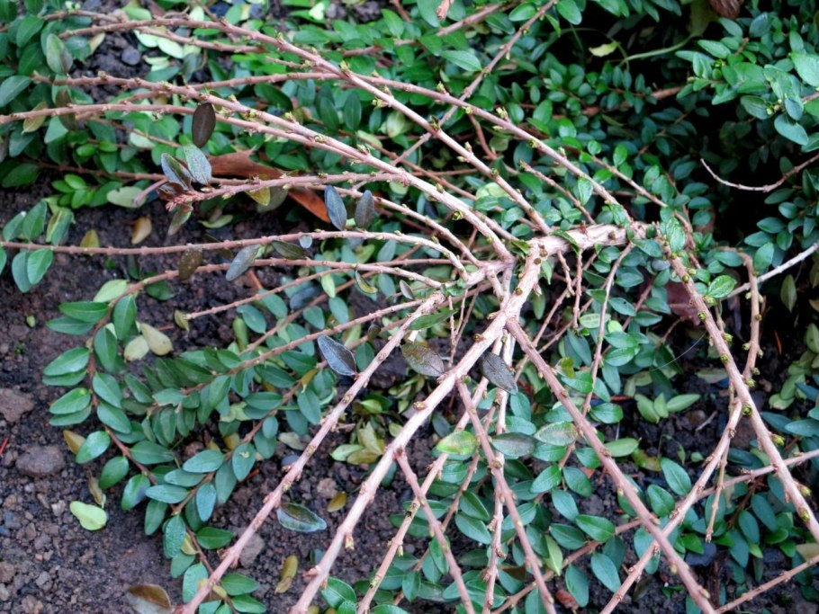 Жимолость блестящая Майгрюн