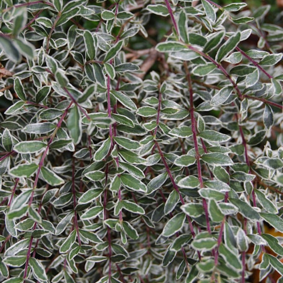 Кизильник атропурпуреа вариегатус