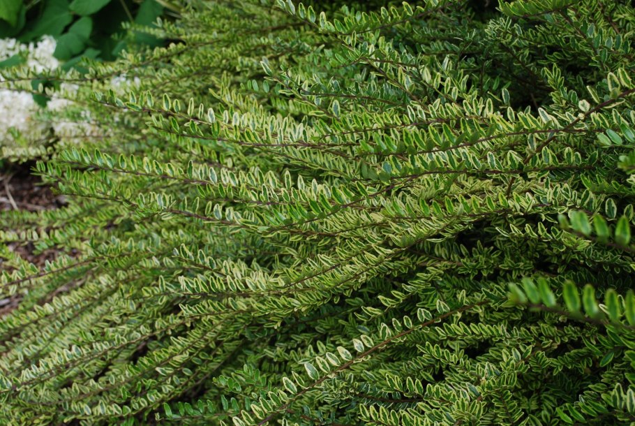 Жимолость шапочная Вариегата