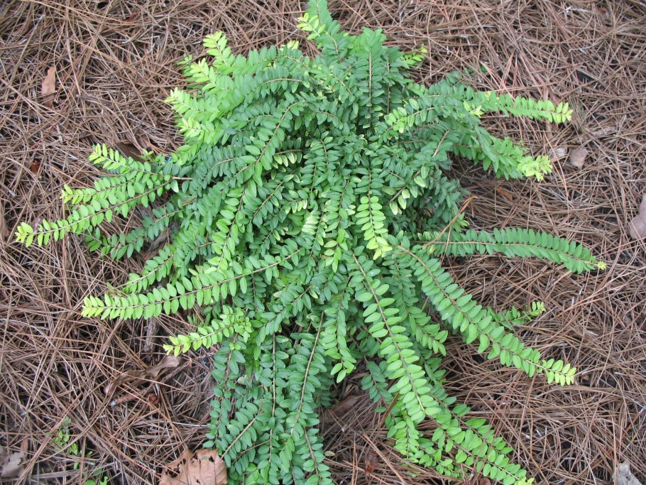 Жимолость шапочная Вариегата