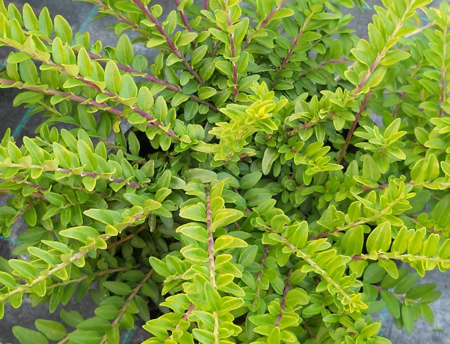 Жимолость блестящая (Lonicera nitida)