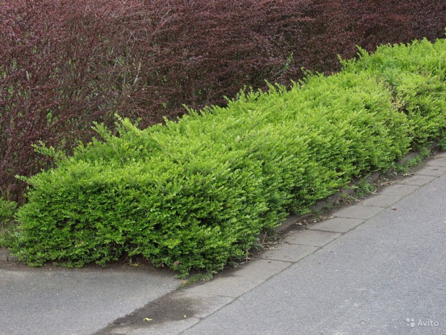 Lonicera pileata 'Moss Green'