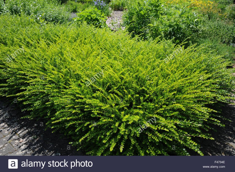 Жимолость шапочная (Lonicera pileata