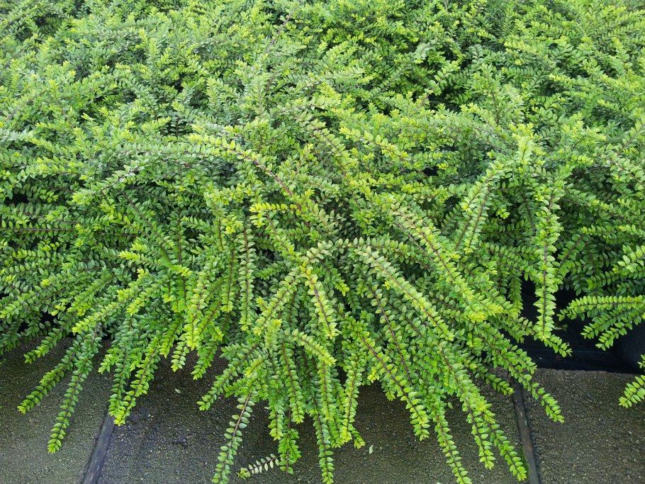 Жимолость шапочная куст