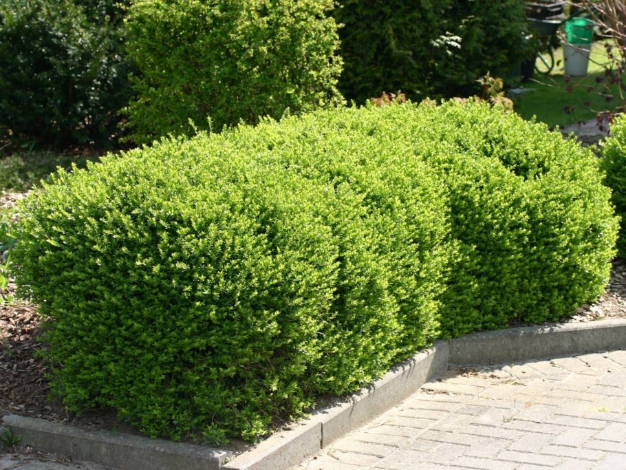 Жимолость шапочная пестролистная