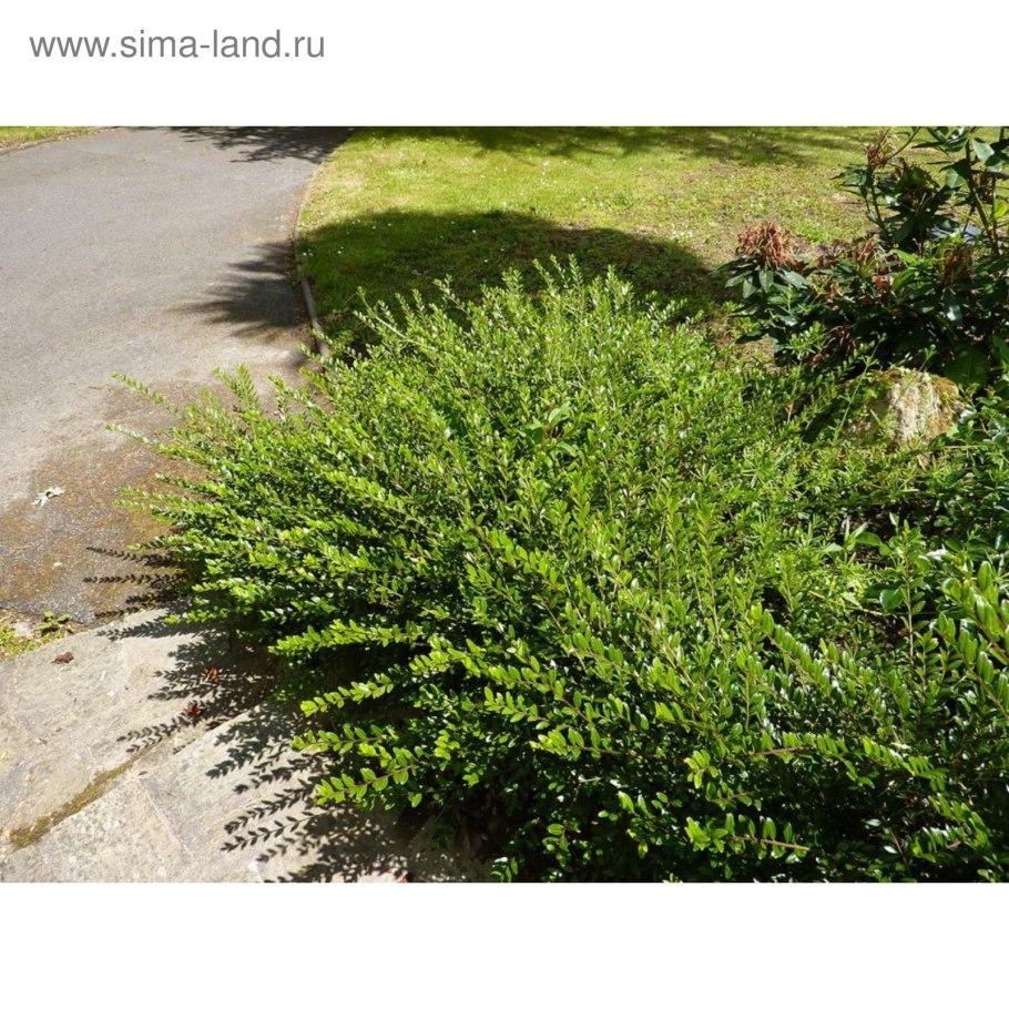 Жимолость шапочная lonicera pileata