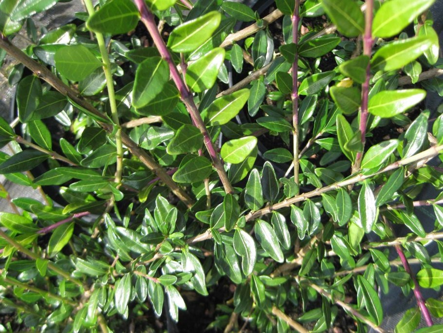 Жимолость Майгрюн