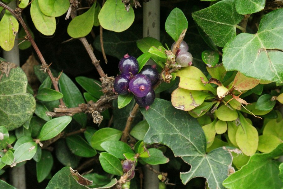 Lonicera nitida