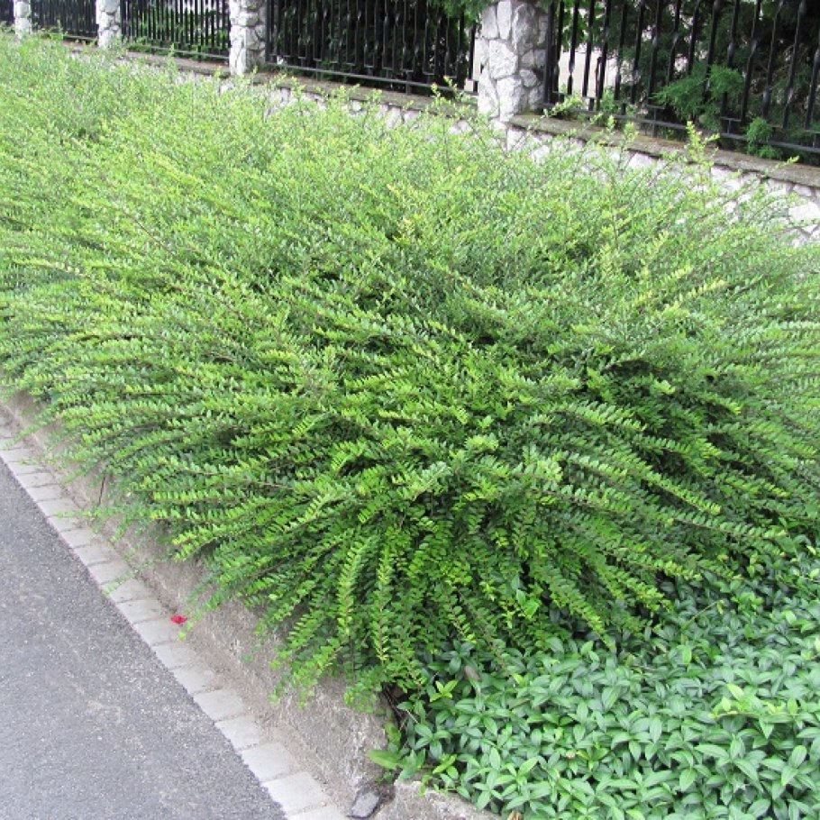 Жимолость шапочная (Lonicera pileata