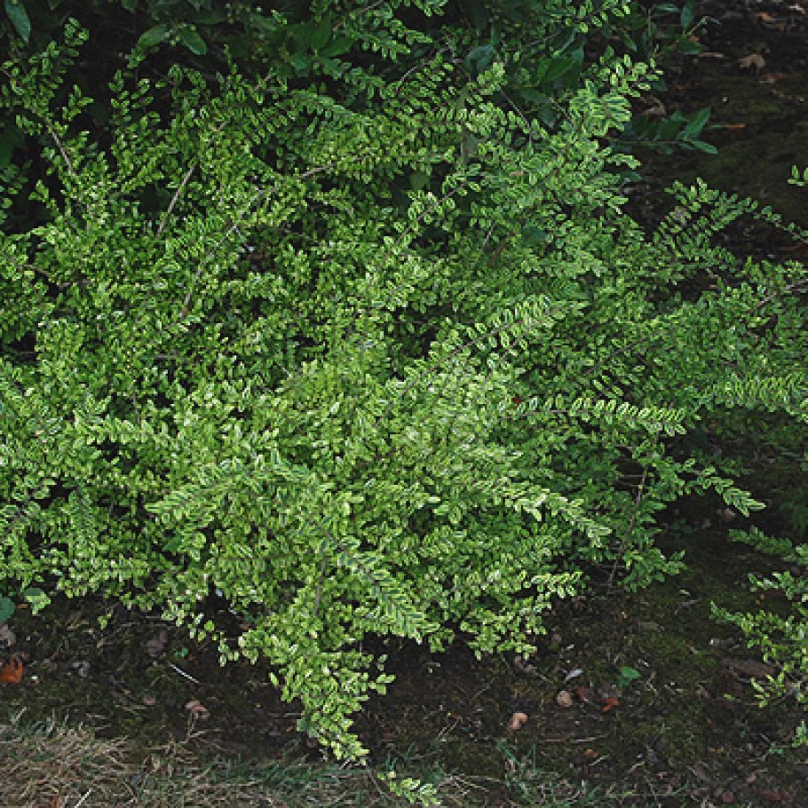 Жимолость Майгрюн