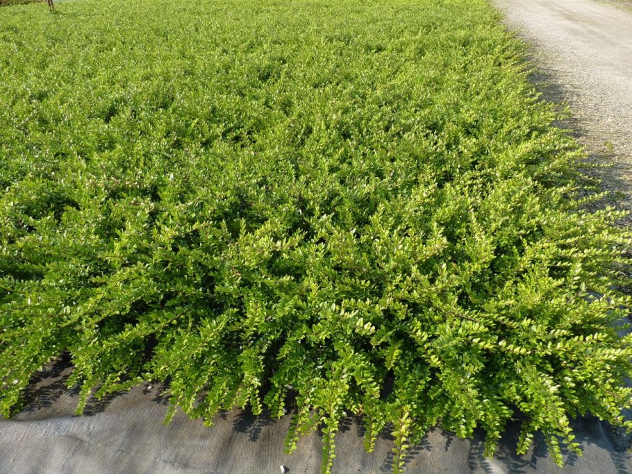 Жимолость Майгрюн