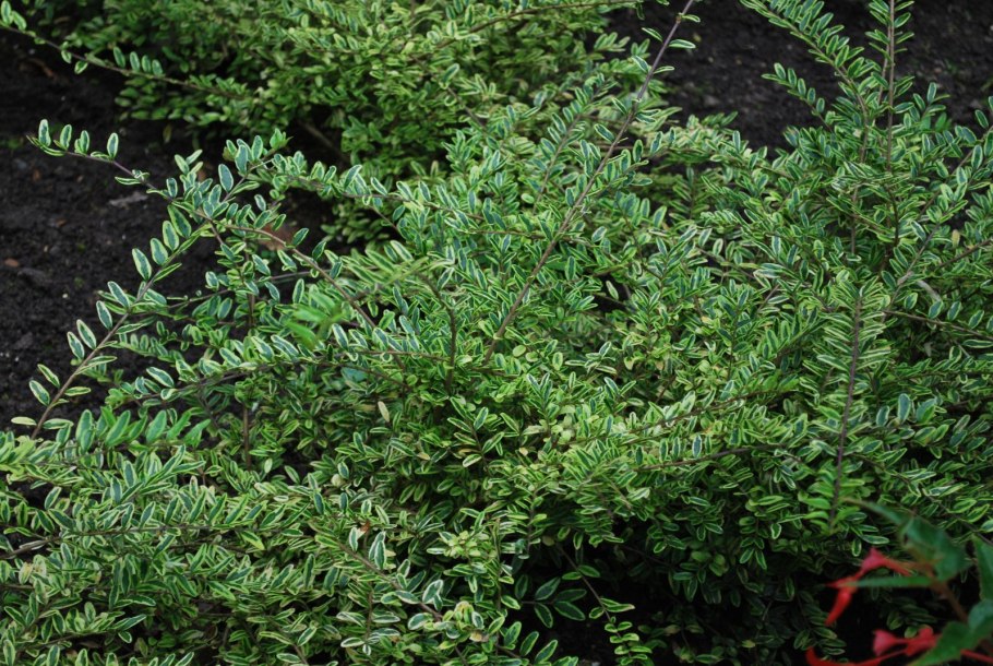 Жимолость блестящая Майгрюн