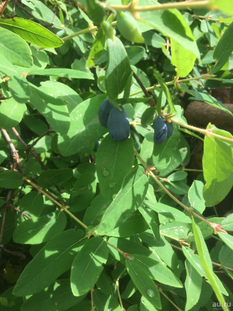 Жимолость съедобная кустарник