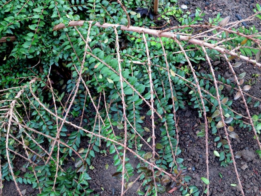 Жимолость шапочная в ландшафтном дизайне