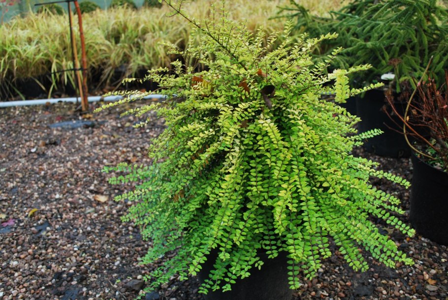 Жимолость шапочная куст