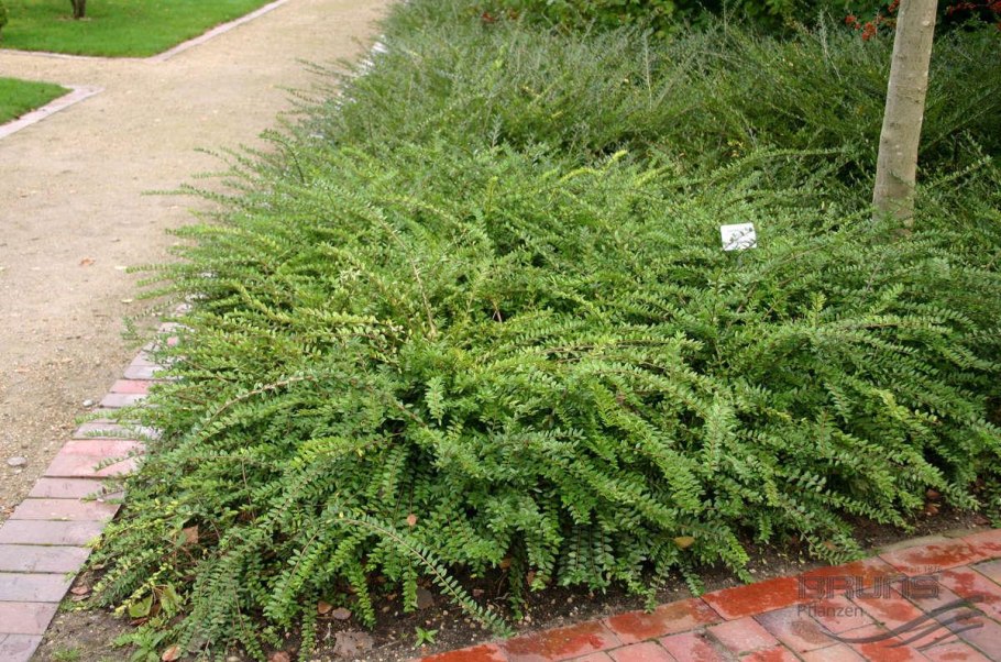 Жимолость блестящая Майгрюн