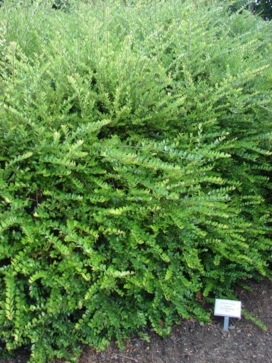 Жимолость стелющаяся шапочная