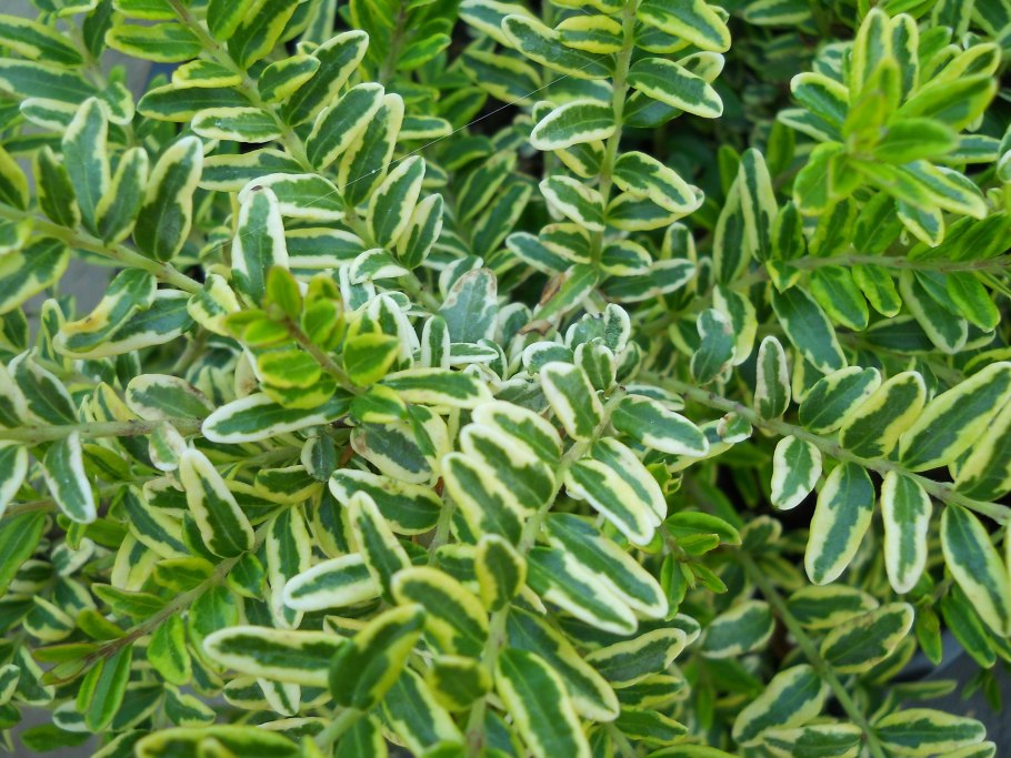 Жимолость шапочная кустарник желтый