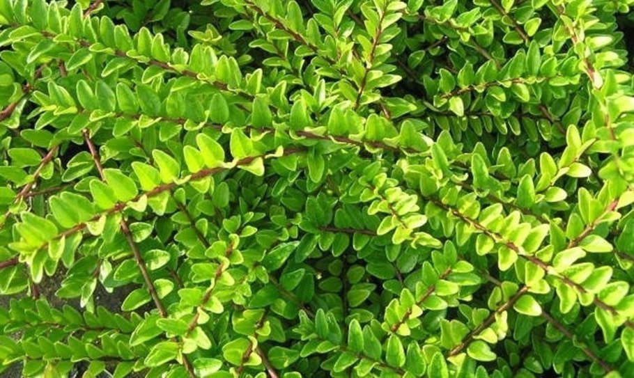 Жимолость Lonicera nitida