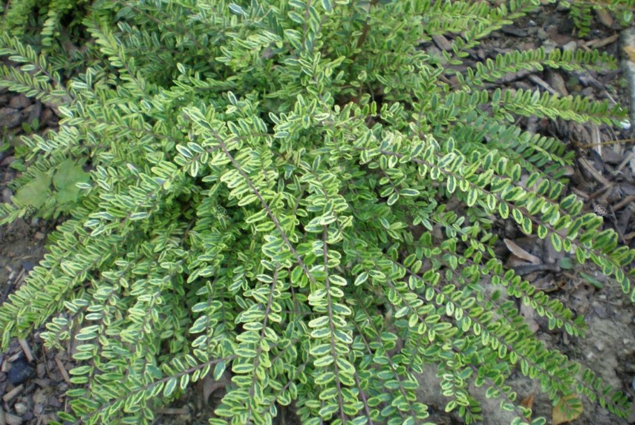 Жимолость шапочная Вариегата