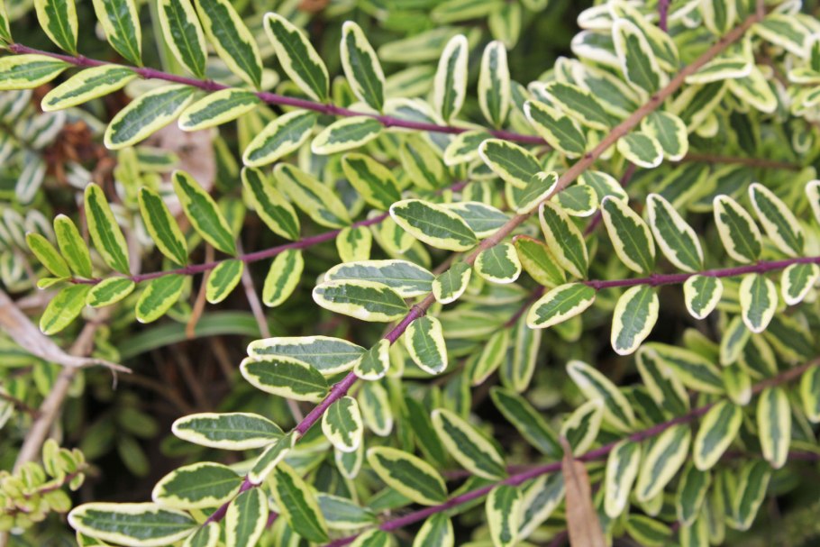 Жимолость Lonicera nitida