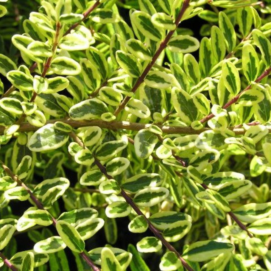Lonicera pileata
