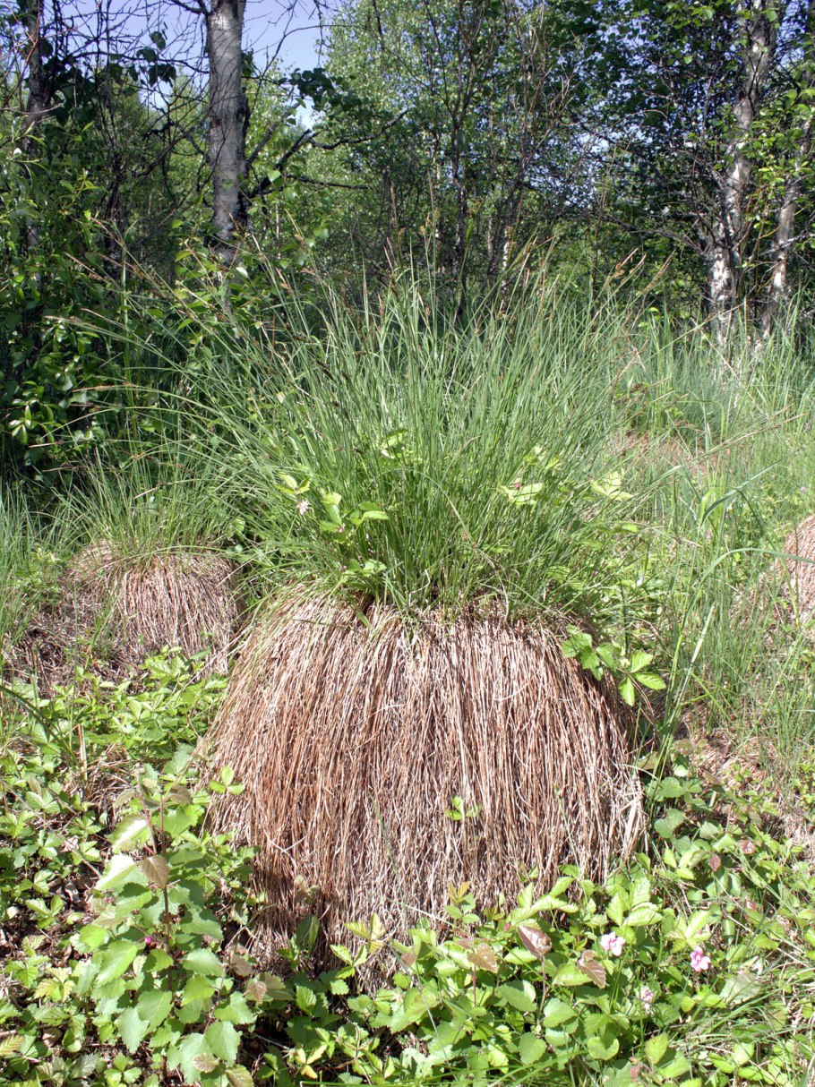 Carex nigra