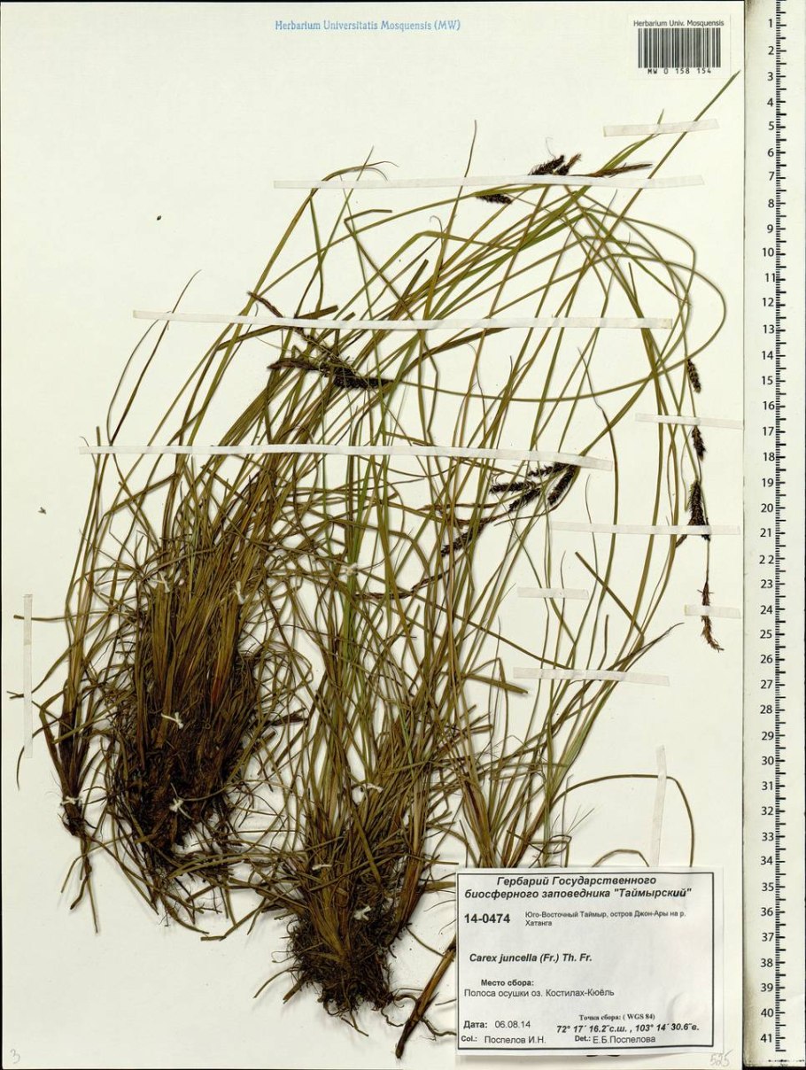 Carex dioica