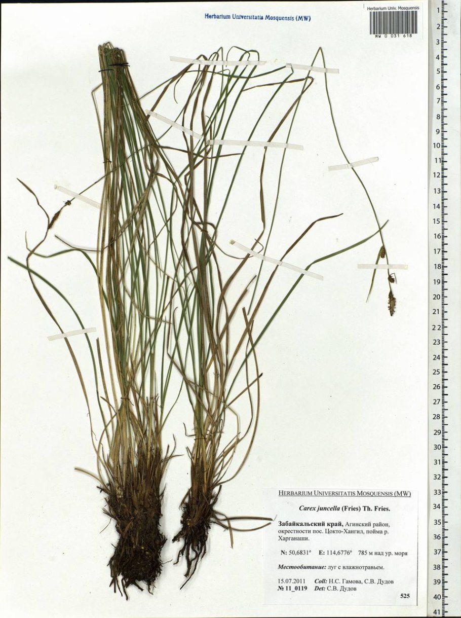 Осока ржаволистная