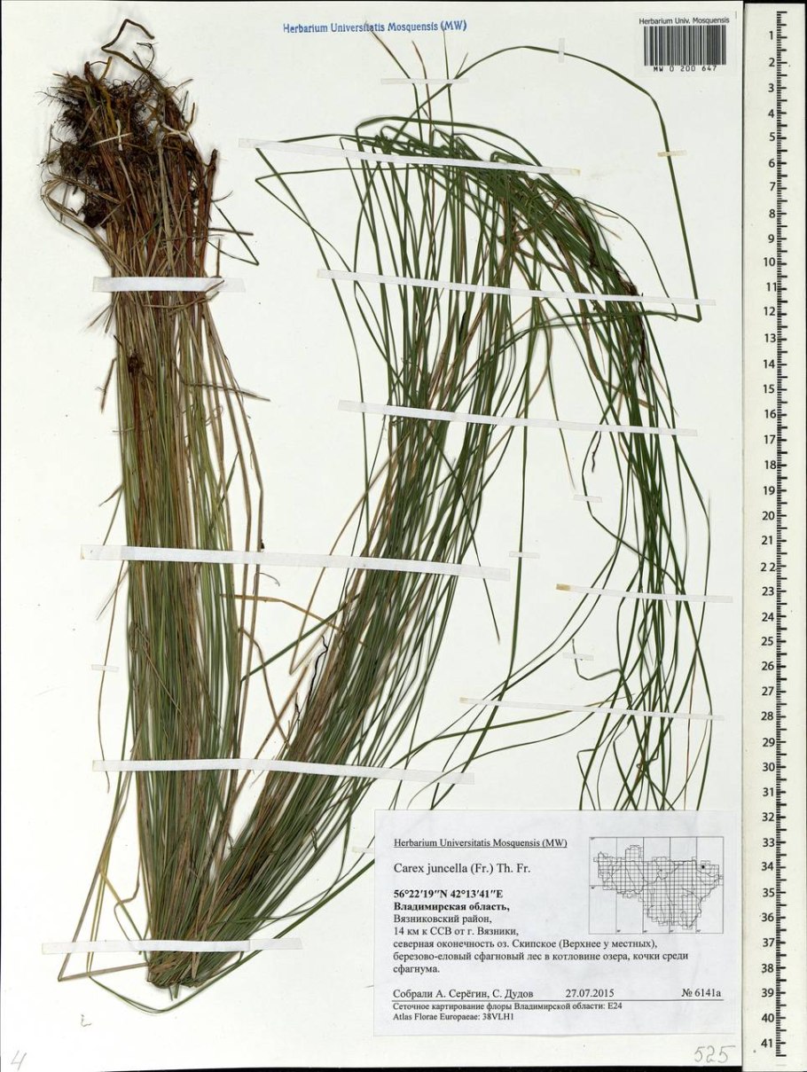 Осока чёрная