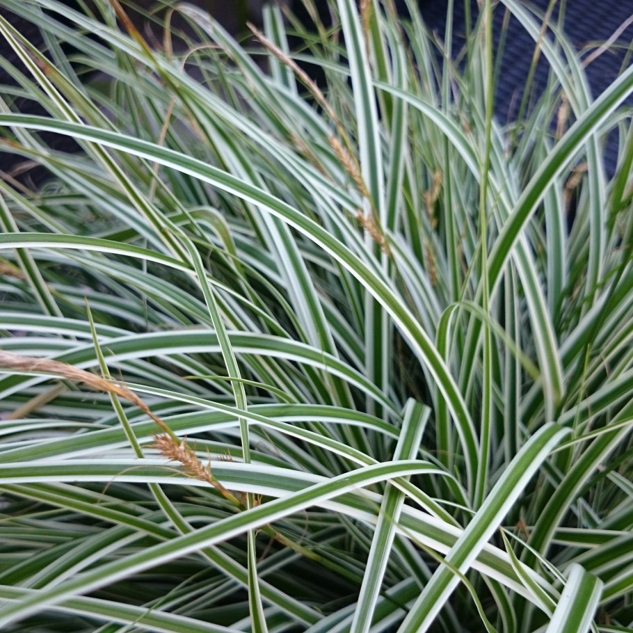 Ornamental grass
