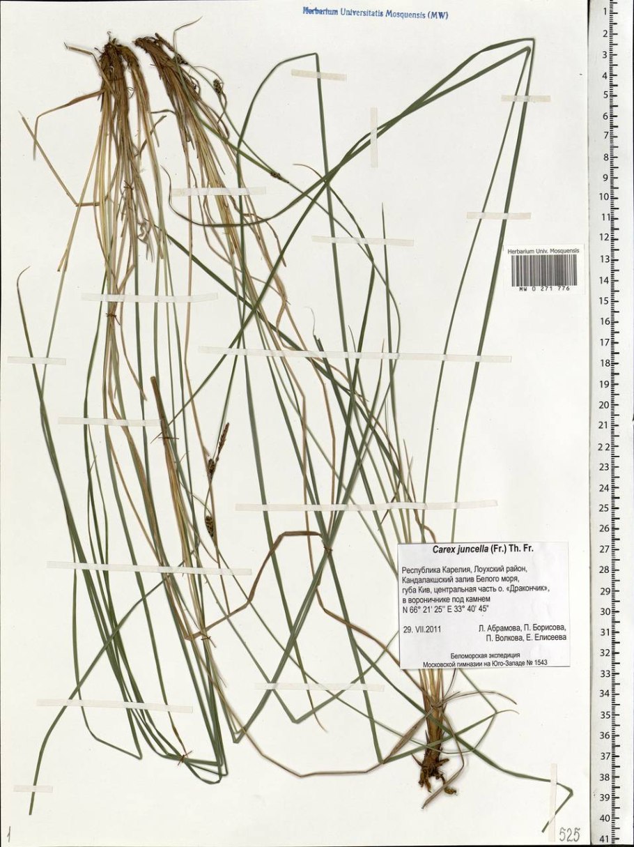 Carex juncella