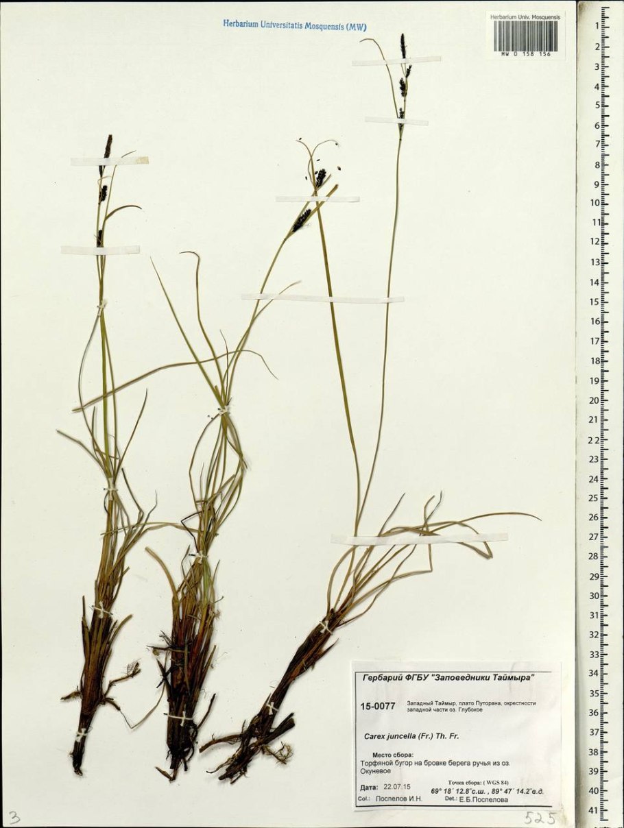 Осока магелланская