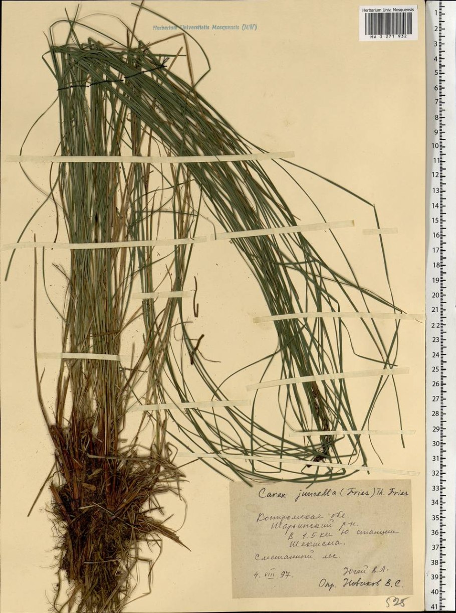 Пырейник волокнистый