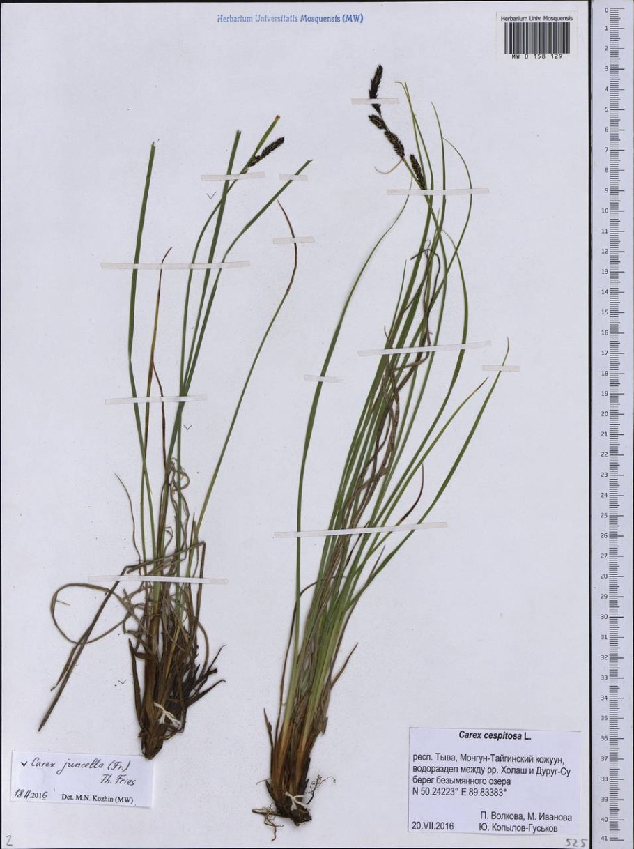 Осока метельчатая monet