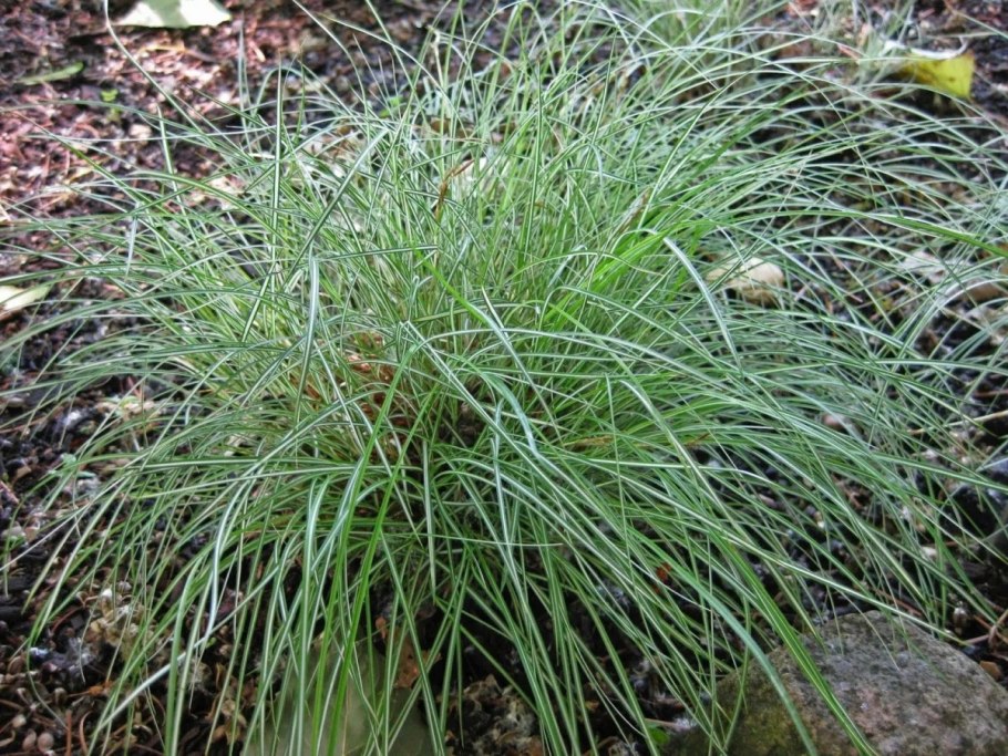 Осока морроу aureovariegata