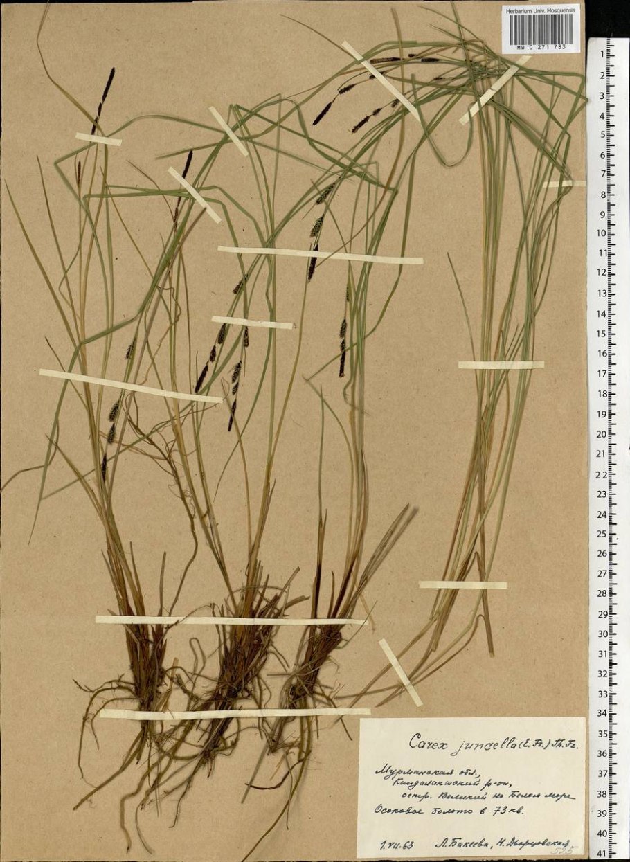 Осока вышивка