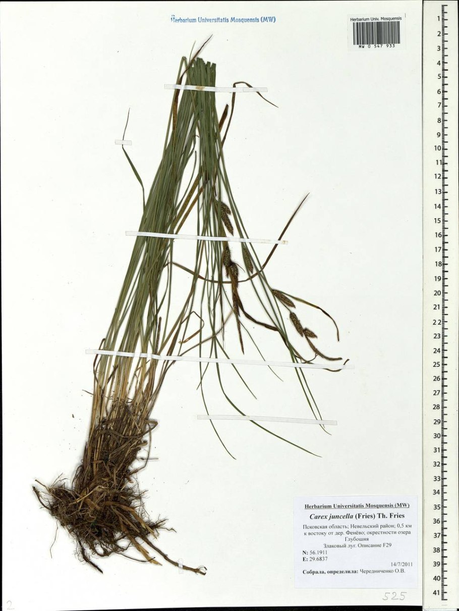 Carex subspathacea